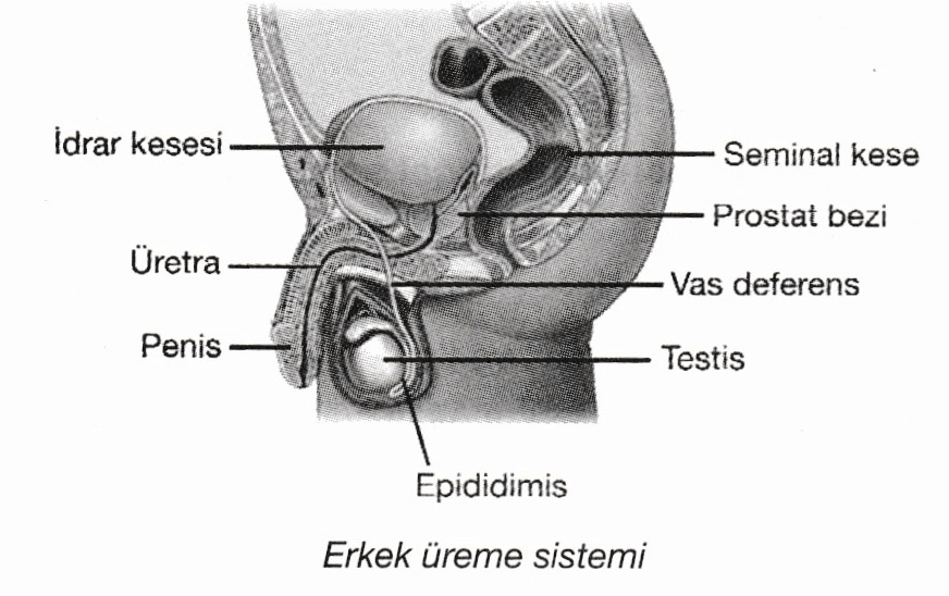 erkek üreme sistemi