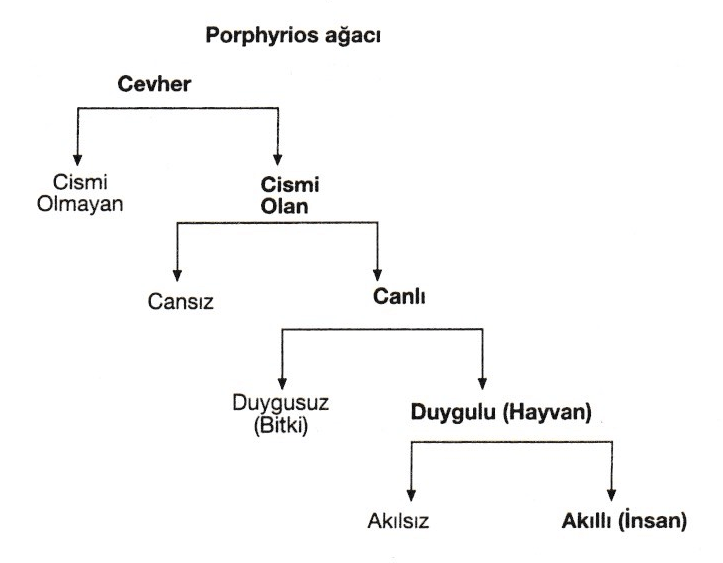 porphyrios ağacı